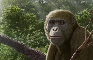 Cientistas dizem que estamos procurando no lugar errado as origens humanas