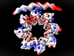 Uma proteína em forma de donut se decompõe para iniciar a divisão celular bacteriana