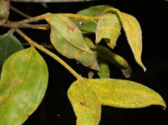 A “árvore zumbi” da Austrália pode ser extinta dentro de uma geração, alertam cientistas