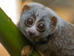 Estudos mostraram que a liberação selvagem pode ser fatal para lóris lentos resgatados