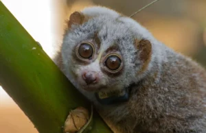 Estudos mostraram que a liberação selvagem pode ser fatal para lóris lentos resgatados
