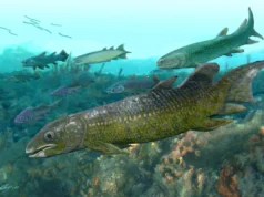 Fósseis de peixes de 400 milhões de anos revelam como a vida começou na terra