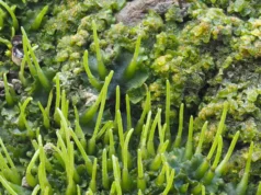 Cientistas descobriram técnicas de microplantas que podem aumentar o rendimento das colheitas