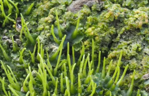 Cientistas descobriram técnicas de microplantas que podem aumentar o rendimento das colheitas