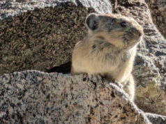 California College divulga lista de mascotes de licitação para substituir o jumper de reivindicação