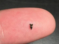 Dentes menores revelam o primeiro ancestral primitivo