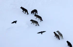 Os cientistas pensavam que os corvos seguiam os lobos. Eles estavam errados