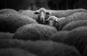 Uma ovelha de 4.000 anos revela o mistério de uma antiga praga