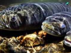 As populações de peixes de água doce diminuem 81% à medida que a migração fluvial entra em colapso