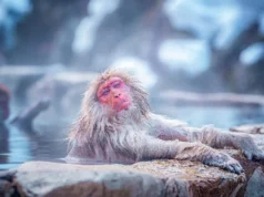 O que o banho de vapor de um macaco da neve realmente está fazendo com seu corpo