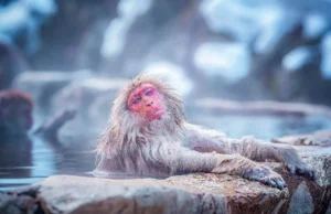 O que o banho de vapor de um macaco da neve realmente está fazendo com seu corpo