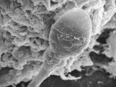 Perdido no espaço: a microgravidade faz com que os espermatozoides percam o rumo