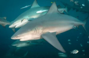 Cientistas acabam de descobrir que os tubarões-touro têm amigos