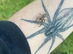 Medo de aranhas? Cientistas dizem que o verdadeiro pesadelo é perdê-los