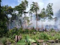 Incêndios em turfeiras tropicais ricas em carbono atingiram o nível mais alto em 2.000 anos