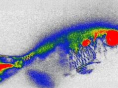 Antibióticos escondidos em peixes de rio levantam novos temores sobre segurança alimentar