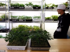 Trump reclassifica a maconha em um movimento ousado que irrita alguns de seus aliados republicanos mais próximos