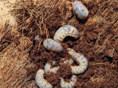 Mulher gritando do Havaí descobre ‘filme de terror’ arrepiante em um saco de sujeira de US $ 5 que comprou na Lowe’s