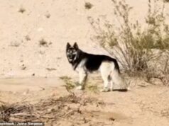 ‘O husky mais triste da América’ encontrado assando no deserto do Arizona sem água depois que os proprietários foram deportados