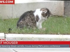 Larry, o gato, finalmente pega um rato: o chefe dos ratos de Downing Street, de 19 anos, mostra suas ‘habilidades’ para câmeras de TV