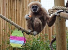 É Páscoa para todos! Formigas, mangustos e macacos desfrutam de suas guloseimas festivas favoritas nos zoológicos do Reino Unido