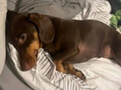 Meu Dachshund George quase morreu depois de comer um rato envenenado pelo conselho… e depois apodreceu