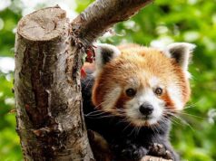 Bem vinda Priya! O ameaçado panda vermelho está se instalando em sua nova casa em um zoológico do Reino Unido