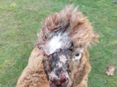 Quatro alpacas foram mortas e duas feridas por rottweilers na fazenda