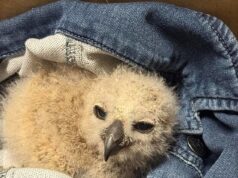 Uma linda coruja bebê olha com gratidão para os bombeiros após ser resgatada de um bueiro