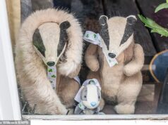 O mascote texugo roubado favorito do pub está de volta, com um lenço novo e um pedido de desculpas do ladrão que o pegou em uma ‘pegadinha de bêbado’