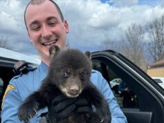 Adorável filhote de urso resgatado pela polícia estadual de Nova Jersey depois que sua mãe a deixou na beira da estrada