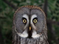 Aqui está uma olhada no tweet dois: Uma coruja criada à mão treinada para uma exibição voadora em um centro de aves britânico posa para a câmera