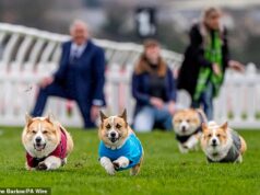 Na sua casca! Corgis se enfrentam em uma corrida de 70 metros para celebrar a raça de cachorro favorita da Rainha Elizabeth II