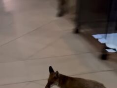 ‘Freda’, a raposa que escapou da segurança do Parlamento durante meses – dando-lhe ‘um melhor registo de presenças do que alguns membros dos Lordes’ – foi capturada e libertada na natureza.