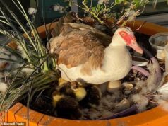 Carros autônomos ‘rolam’ sobre o querido pato local enquanto moradores furiosos pedem a proibição dos robotoxies