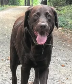 107747355-15716155-Frank_a_chocolate_Labrador_was_killed_on_February_28_after_being-a-18_17756697274.avif