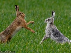 Lute para criar um coelho! Animais ‘encaixam’ uns aos outros nos campos de Norfolk
