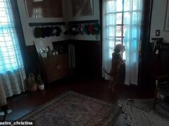 Momento adorável, tripulante do Artemis volta para casa com um cachorro muito feliz
