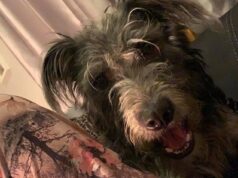 Foto: Cachorro ‘mais macio’ que matou seu dono adolescente, de 19 anos, enquanto o pai observava a filha mortalmente ferida