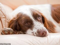 É realmente uma vida de cachorro: a maioria dos britânicos admite que seu animal de estimação tem um assento fixo na sala