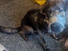 Cachorro morre após bico ser encontrado ‘permanentemente colado’ na cabeça: proprietário foi proibido de manter o animal de estimação