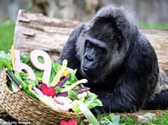 Macaco macaco viva! O gorila mais velho do mundo comemorou seu 69º aniversário