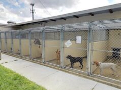 Indignação após alegações de que o abrigo de animais da Flórida está lotado do que os filhotes ‘mais desejáveis’ importados da Geórgia