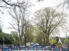 Conselho declarou emergência climática para ‘restaurar’ a natureza, forçado a pedir desculpas após derrubar limoeiros históricos