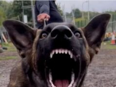 ‘Uma unidade absoluta’: a ostentação distorcida do dono do cachorro sobre ‘Badman Bruce’ – que mais tarde cravou os dentes no estômago do policial