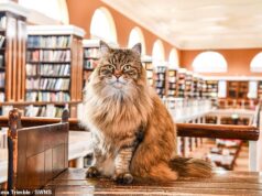 Conheça o ‘famoso’ gato da Universidade de Oxford que mantém os alunos na biblioteca… e viaja diariamente para o campus em um ônibus