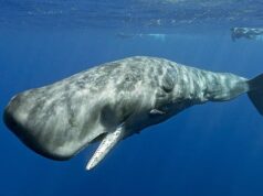 A ‘linguagem’ do cachalote é igual à fala humana, dizem os cientistas