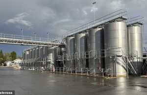 A outrora próspera indústria vinícola da Austrália está agora de joelhos. E a culpa é dos bebedores ‘bonzinhos’ da Geração Z, diz um produtor líder