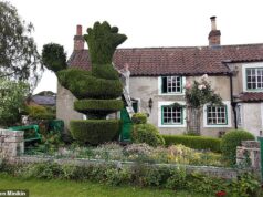 Adeus, cockadoodle, escultura de teixo: o marco da vila de mais de 110 anos foi cortado e substituído por uma gárgula de pedra porque ‘bloqueava a luz’ para a casa de campo listada como Grau II.