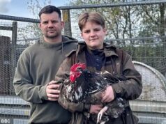 Indignação com o conselho que proíbe galos de serem distribuídos após ‘reclamações de barulho’ sobre seu canto alto